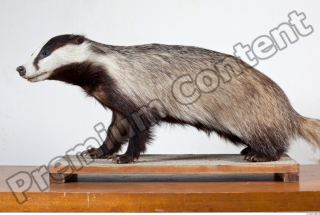 Badger body photo reference 0004